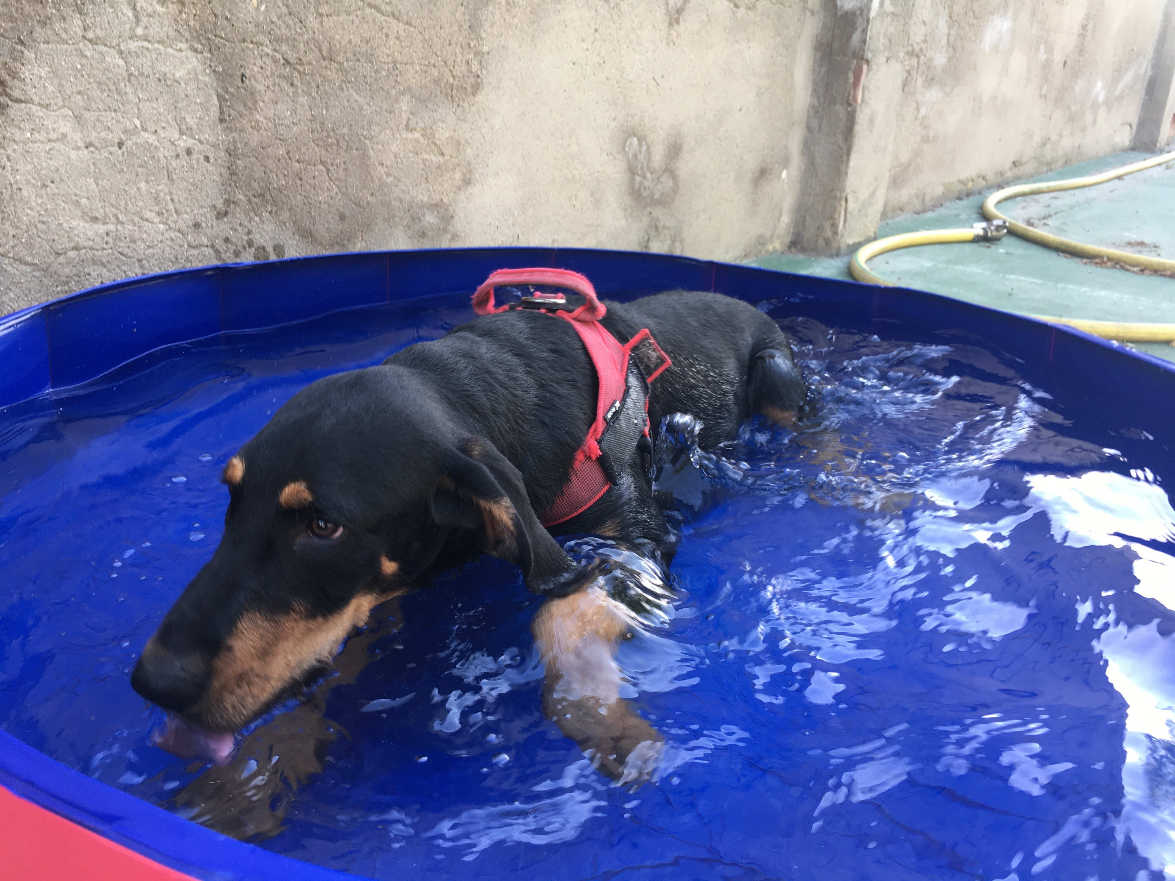 Els gossos es refresquen al Refugi dels Peluts durant l'època més calorosa de l'any