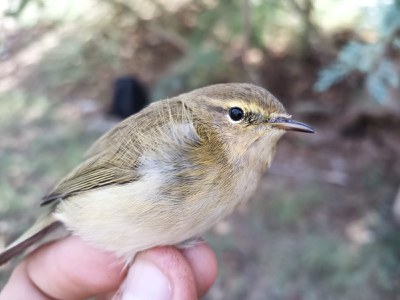 <bound method DexterityContent.Title of <Event at /fs-paeria/paeria/ca/actualitat/agenda/anellament-docells-al-parc-de-la-mitjana-2>>.