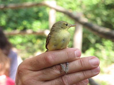 <bound method DexterityContent.Title of <Event at /fs-paeria/paeria/ca/actualitat/agenda/anellament-docells-al-parc-de-la-mitjana-3>>.