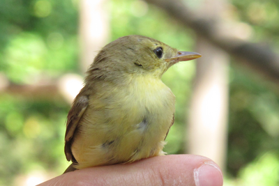 <bound method DexterityContent.Title of <Event at /fs-paeria/paeria/ca/actualitat/agenda/anellament-docells-al-parc-de-la-mitjana>>.