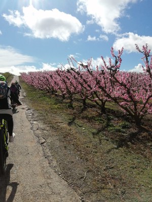 <bound method DexterityContent.Title of <Event at /fs-paeria/paeria/ca/actualitat/agenda/ruta-cicloturistica-pedalant-entre-fruiters>>.