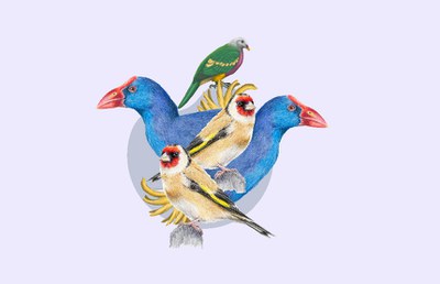 <bound method DexterityContent.Title of <Event at /fs-paeria/paeria/ca/actualitat/agenda/taller-d2019il-lustracio-cientifica-les-aus>>.