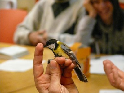 Imatge_cat_9363.JPG.