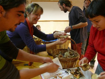 S'han classificat 120 espècies de bolets, que estaran exposades a la Mitjana fins dijous.