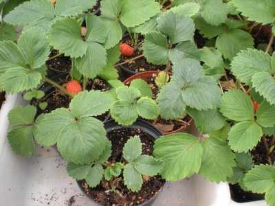 <bound method DexterityContent.Title of <NewsItem at /fs-paeria/paeria/ca/actualitat/noticies/12149>>.