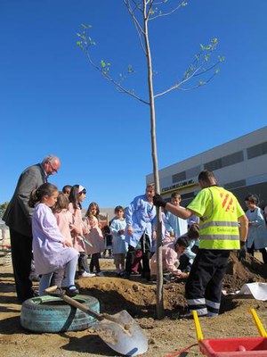 Fotografia de la plantada d'arbres al pati de l'escola.