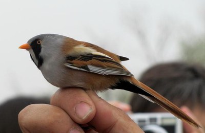 Foto 3. En aquests tres dies, s'han anellat més de 25 espècies d'ocells diferents.