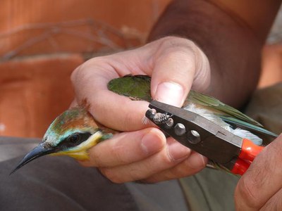Foto 2. L'estació pretén estudiar les espècies d'ocells presents a la Mitjana i aportar dades als programes internacionals de seguiments dels ocells ….