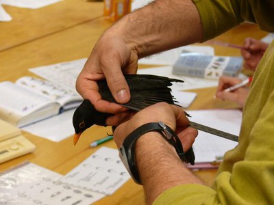 Foto 3. En cada sessió es poden arribar a anellar més de 100 ocells de 25 espècies diferents.