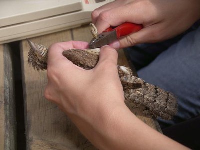 Foto 3. Hi han participat 8 persones en formació per treure’s el títol d’anellador auxiliar i 6 més com a observadores.