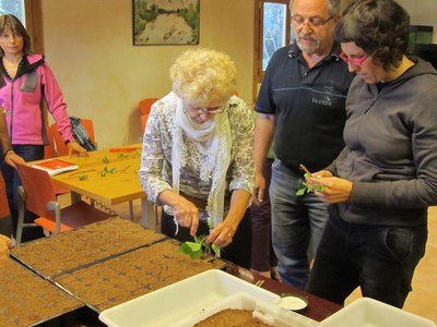 Foto 2. Els assistents al taller han preparat esqueixos de boix, tuies, ligustrum i heura, entre altres, per poblar els seus jardins i balcons.