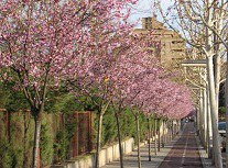 Foto 2. S'han reposat prop de 560 unitats repartides en més de 30 gèneres diferents per preservar la biodiversitat arbòria en tots els carrers, place….