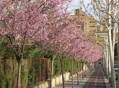 Foto 2. La Paeria ja ha finalitzat la campanya de plantació d’hivern d’arbres de la ciutat. En total, s’han reposat 560 unitats.
