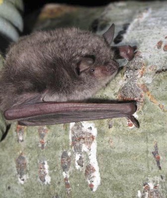 Foto 2. Els ratpenats són indicadors ambientals de la qualitat del curs fluvial territori i la seva presència evidencia els canvis en el medi ambient.