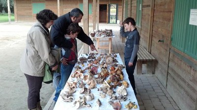 Foto 2. Amb els bolets identificats s’ha muntat un petita exposició davant del Centre d’Interpretació del Parc de la Mitjana.