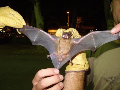 Amb el seguiment fet enguany s’ha pogut comprovar que la població de nòctul mitjà dels Camps Elisis continua assentada en aquest espai amb un mínim d….