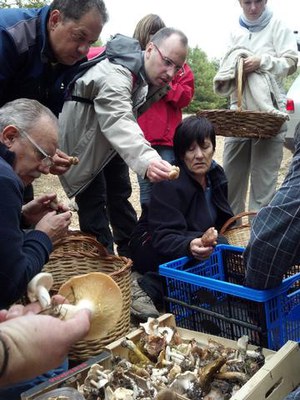 A la Mitjana hi ha més de 140 espècies de bolets identificades.