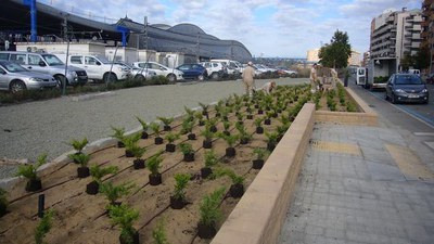 Entre el carrer Pere Cavassèquia i l’avinguda de Tortosa, s'està realitzant la revegetació del talús ubicat al cantó de les vies del tren amb la plan….
