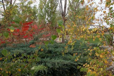 El jardí botànic Pius Font i Quer de Lleida es consolida com un dels espais de la ciutat més visitats, sent un parc que fusiona recerca i divulgació ….