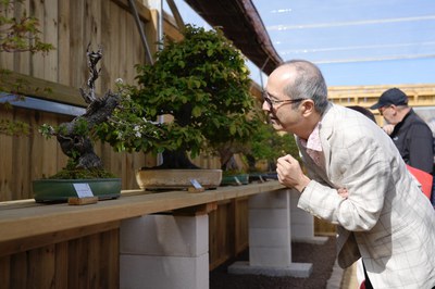 El cònsol general del Japó, Yasushi Sato, aprecia un dels bonsais del nou museu Espai Bonsai.