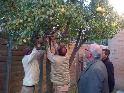 Els alumnes de cicle superior han penjat uns cartells de fusta pirogravats, amb el nom comú i el nom científic dels arbres del pati.