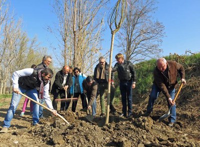 Els regidors de la Paeria han ajudat a plantar els nous arbres al Xoperal del Tòfol.