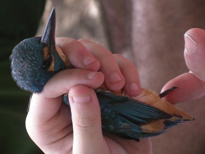 <bound method DexterityContent.Title of <NewsItem at /fs-paeria/paeria/ca/actualitat/noticies/23412>>.