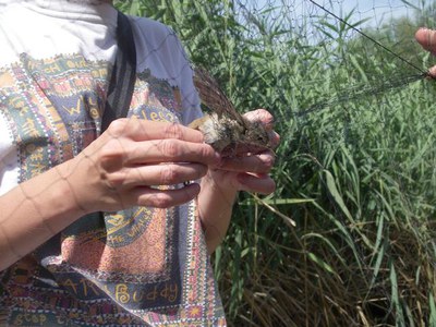 S'han capturat i anellat 75 ocells de 18 espècies diferents.