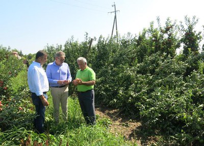 La partida de Butsènit ha estat una de les afectades per la tempesta.