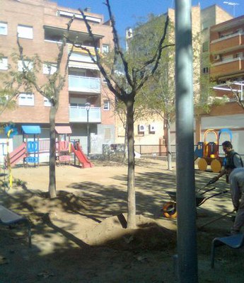 La plaça de les Cases Regionals, a Balàfia, compta amb nou arbrat que s'ha recuperat de la zona de Vila Montcada, a Ciutat Jardí.