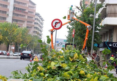 L’Ajuntament de Lleida està treballant en un programa de plantació per augmentar significativament el nombre d’arbres a la ciutat.