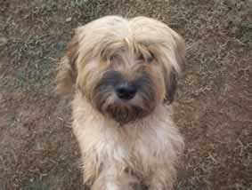 <bound method DexterityContent.Title of <NewsItem at /fs-paeria/paeria/ca/actualitat/noticies/2448>>.