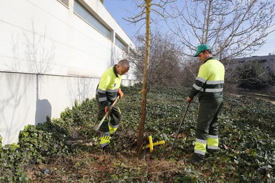 Els treballs de plantació i reposició es perllongaran fins a mitjans de març i els executaran dos grups de treball en zones i barris com el Centre Hi….