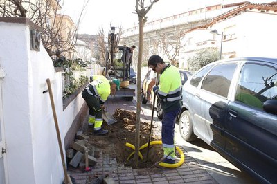 En els propers 4 anys, la Paeria plantarà a Lleida 9.000 nous arbres.