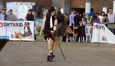 La demostració d'habilitats de gossos sempre crida l'atenció.