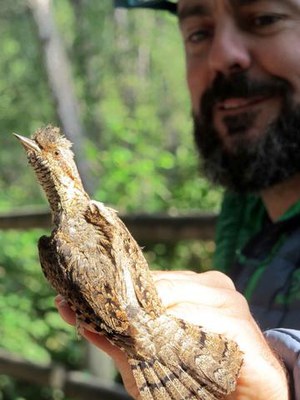 Un colltort, una de les espècies a destacar de tots els que s'han identificat aquest cap de setmana.