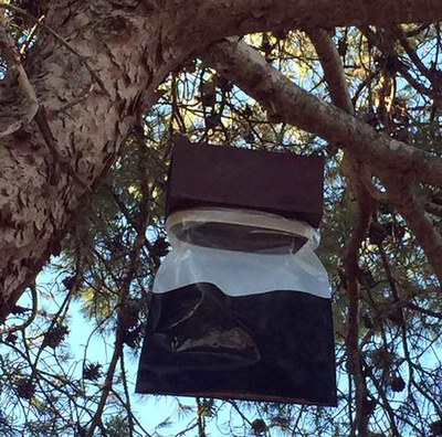Els experts aconsellen posar dues trampes per hectàrea.
