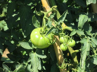 Als horts es poden trobar tot tipus d’hortalisses de temporada com tomàquets, pebrots, carbassons, etcètera.