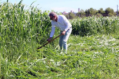 El tinent d'alcalde Larrosa ha practicat la sega amb dalla durant la festa.