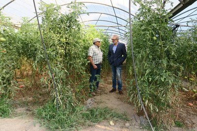 El propietari de l'explotació, Josep Forcada, ha explicat al regidor les varietats de tomata que conreen.