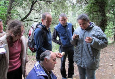 S'han identificat 92 espècies a la Serra de Prades i 32 a la Mitjana.