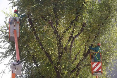 La planificació de l'esporga pot veure's alterada per les condicions meteorològiques.