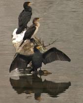 <bound method DexterityContent.Title of <NewsItem at /fs-paeria/paeria/ca/actualitat/noticies/27125>>.