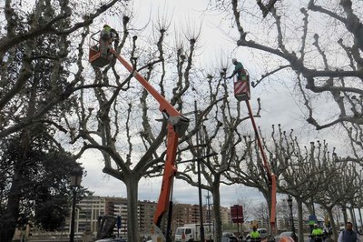Els treballs d'esporga, a l'avinguda Francesc Macià.