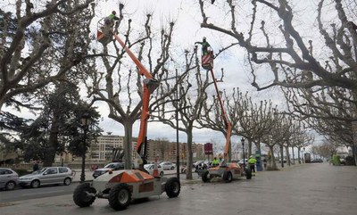 En total es podaran 14.500 arbres de tota la ciutat.