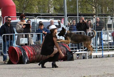 Les exhibicions canines a Mascota'm han estat seguides amb força interès per la seva espectacularitat.