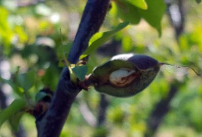 El fruit dels albercoquers seriosament afectats, com es veu a la imatge.