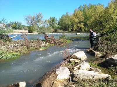 L'acció es realitza de forma manual en tres trams del riu a Lleida.