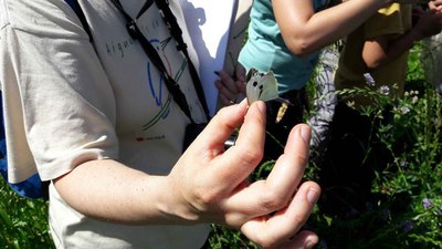 L'activitat s'ha fet coincidir amb el Dia de les Papallones.