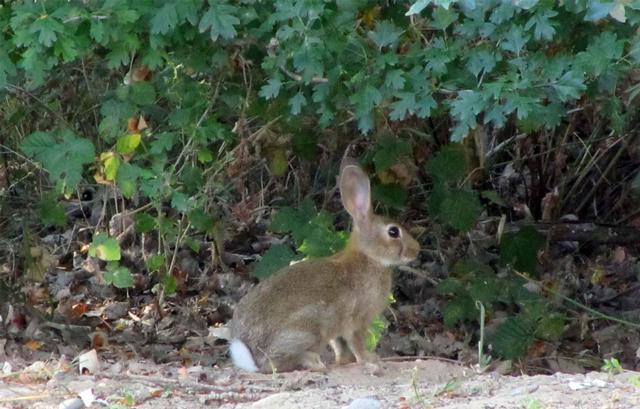 També s'han pogut veure altres animals com conills, que surten del cau en fer-se fosc